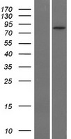 SLC26A4 / Pendrin Protein - Western validation with an anti-DDK antibody * L: Control HEK293 lysate R: Over-expression lysate