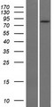 SLC26A4 / Pendrin Protein - Western validation with an anti-DDK antibody * L: Control HEK293 lysate R: Over-expression lysate