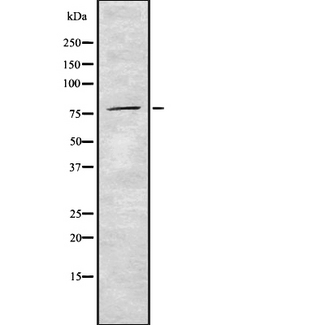 SLC26A5 Antibody - Western blot analysis of Prestin using HuvEc whole cells lysates