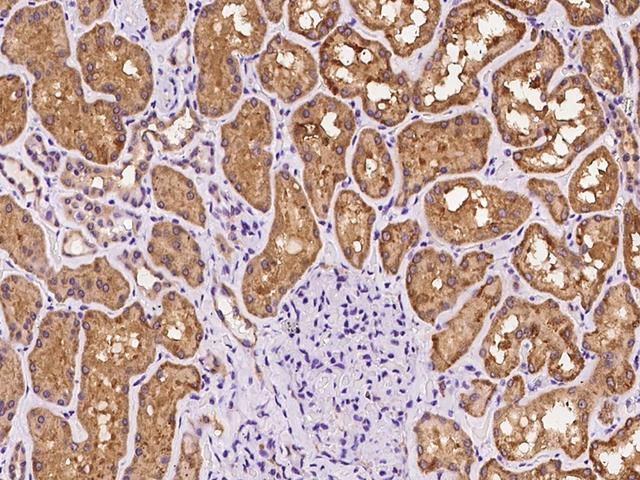 SLC26A6 / PAT1 Antibody - Immunochemical staining of human SLC26A6 in human kidney with rabbit polyclonal antibody at 1:100 dilution, formalin-fixed paraffin embedded sections.