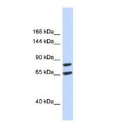 SLC26A8 / TAT1 Antibody - Western blot of Human 293T. SLC26A8 antibody dilution 1.0 ug/ml.  This image was taken for the unconjugated form of this product. Other forms have not been tested.