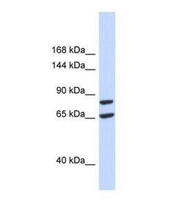 SLC26A8 / TAT1 Antibody - Western blot of Human 293T. SLC26A8 antibody dilution 1.0 ug/ml.  This image was taken for the unconjugated form of this product. Other forms have not been tested.