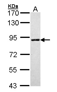 SLC26A8 / TAT1 Antibody - Sample (30 ug of whole cell lysate). A: Molt-4 . 7.5% SDS PAGE. SLC26A8 / TAT1 antibody diluted at 1:1000.