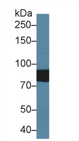 SLC26A8 / TAT1 Antibody - Western Blot; Sample: Human Serum; Primary Ab: 2µg/ml Rabbit Anti-Human TAT1 Antibody Second Ab: 0.2µg/mL HRP-Linked Caprine Anti-Rabbit IgG Polyclonal Antibody