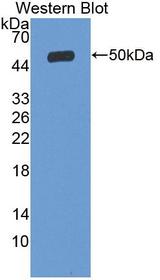 SLC27A5 / BACS Antibody - Western Blot; Sample: Recombinant FATP5, Rat.