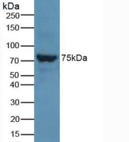 SLC27A5 / BACS Antibody - Western Blot; Sample: Rat Liver Tissue.