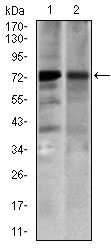 SLC27A5 / BACS Antibody - Western blot using SLC27A5 mouse monoclonal antibody against 3T3-L1 (1) and COS7 (2) cell lysate.