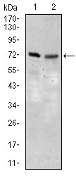 SLC27A5 / BACS Antibody - Western blot using SLC27A5 mouse monoclonal antibody against 3T3L1 (1) and NIH3T3 (2) cell lysate.
