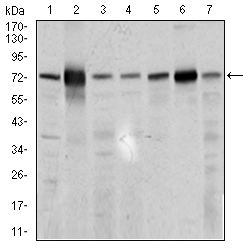 SLC27A5 / BACS Antibody - Western blot using SLC27A5 mouse monoclonal antibody against 3T3L1 (1), HepG2 (2), U937 (3), Raji (4), COS7 (5), NIH3T3 (6), and PC-3 (7) cell lysate.