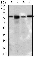 SLC27A5 / BACS Antibody - Western blot using SLC27A5 mouse monoclonal antibody against 3T3L1 (1), HepG2 (2), NIH3T3 (3), and PC-3 (4) cell lysate.