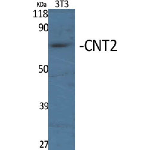 SLC28A2 Antibody - Western blot of CNT2 antibody