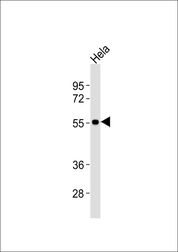 SLC29A1 / ENT1 Antibody - Anti-ENT1 Antibody at 1:1000 dilution + HeLa whole cell lysates Lysates/proteins at 20 ug per lane. Secondary Goat Anti-Rabbit IgG, (H+L),Peroxidase conjugated at 1/10000 dilution Predicted band size : 50 kDa Blocking/Dilution buffer: 5% NFDM/TBST.