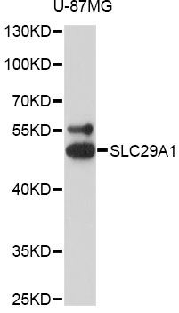 SLC29A1 / ENT1 Antibody - Western blot analysis of extracts of U-87MG cells, using SLC29A1 antibody at 1:3000 dilution. The secondary antibody used was an HRP Goat Anti-Rabbit IgG (H+L) at 1:10000 dilution. Lysates were loaded 25ug per lane and 3% nonfat dry milk in TBST was used for blocking. An ECL Kit was used for detection and the exposure time was 90s.