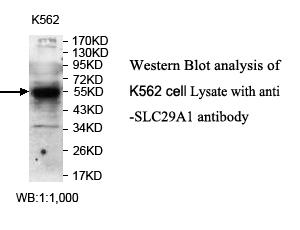 SLC29A1 / ENT1 Antibody