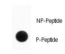 SLC29A1 / ENT1 Antibody - Dot blot of anti-Phospho-ENT1(Slc29a1)-pS254 Antibody on nitrocellulose membrane. 50ng of Phospho-peptide or Non Phospho-peptide per dot were adsorbed. Antibody working concentrations are 0.5ug per ml.