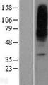 SLC29A1 / ENT1 Protein - Western validation with an anti-DDK antibody * L: Control HEK293 lysate R: Over-expression lysate