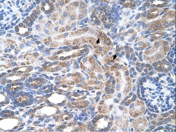SLC29A2 / ENT2 Antibody - SLC29A2 / ENT2 antibody SLC29A2(solute carrier family 29 (nucleoside transporters), member 2) Antibody was used in IHC to stain formalin-fixed, paraffin-embedded human kidney.  This image was taken for the unconjugated form of this product. Other forms have not been tested.