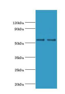 SLC2A1 / GLUT-1 Antibody - Western blot. All lanes: Solute carrier family 2, facilitated glucose transporter member 1 antibody at 6 ug/ml. Lane 1: NIH3T3 whole cell lysate. Lane 2: HeLa whole cell lysate. secondary Goat polyclonal to rabbit at 1:10000 dilution. Predicted band size: 54 kDa. Observed band size: 54 kDa.