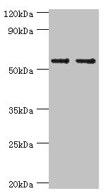 SLC2A1 / GLUT-1 Antibody - Western blot All lanes: SLC2A1 antibody at 6µg/ml Lane 1: NIH/3T3 whole cell lysate Lane 2: Hela whole cell lysate Secondary Goat polyclonal to rabbit IgG at 1/10000 dilution Predicted band size: 54 kDa Observed band size: 54 kDa