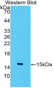 SLC2A1 / GLUT-1 Antibody - Western blot of recombinant SLC2A1 / GLUT-1. This image was taken for the unconjugated form of this product. Other forms have not been tested.