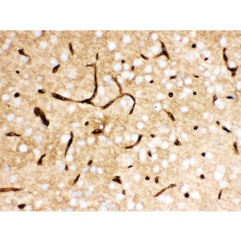 SLC2A1 / GLUT-1 Antibody - SLC2A1 antibody IHC-paraffin. IHC(P): Mouse Brain Tissue.
