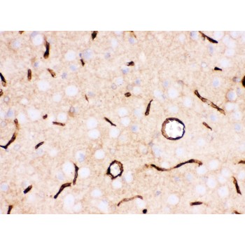 SLC2A1 / GLUT-1 Antibody - SLC2A1 antibody IHC-paraffin. IHC(P): Rat Brain Tissue.
