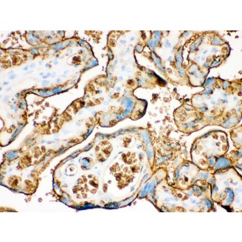 SLC2A1 / GLUT-1 Antibody - SLC2A1 antibody IHC-paraffin. IHC(P): Human Placenta Tissue.