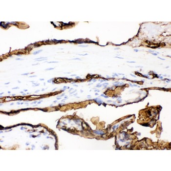 SLC2A1 / GLUT-1 Antibody - SLC2A1 antibody IHC-frozen. IHC(F): Human Placenta Tissue.