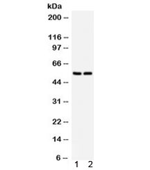 SLC2A1 / GLUT-1 Antibody