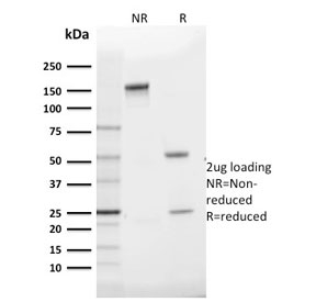 SLC2A1 / GLUT-1 Antibody - SDS-PAGE analysis of purified, BSA-free GLUT1 antibody (clone GLUT1/2475) as confirmation of integrity and purity.