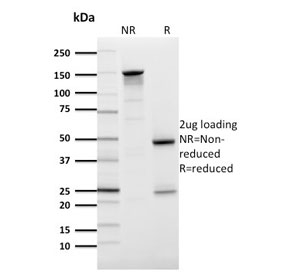 SLC2A1 / GLUT-1 Antibody - SDS-PAGE analysis of purified, BSA-free GLUT1 antibody (clone GLUT1/2476) as confirmation of integrity and purity.