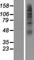 SLC2A11 / GLUT11 Protein - Western validation with an anti-DDK antibody * L: Control HEK293 lysate R: Over-expression lysate