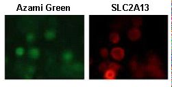 SLC2A13 / HMIT / GLUT13 Antibody