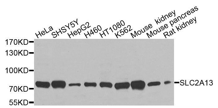 SLC2A13 / HMIT / GLUT13 Antibody - Western blot analysis of extracts of various cells.