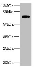 SLC2A13 / HMIT / GLUT13 Antibody - Western blot All Lanes: SLC2A13 antibody IgG at 2.88ug/ml+ HepG-2 whole cell lysate Secondary Goat polyclonal to rabbit IgG at 1/10000 dilution Predicted band size: 70 kDa Observed band size: 70 kDa