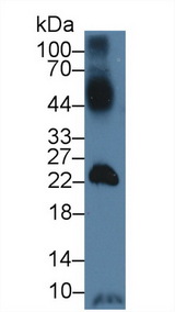SLC2A14 Antibody - Western Blot; Sample: Mouse Testis lysate; Primary Ab: 3µg/ml Rabbit Anti-Human GLUT14 Antibody Second Ab: 0.2µg/mL HRP-Linked Caprine Anti-Rabbit IgG Polyclonal Antibody