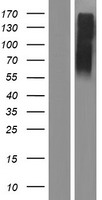 SLC2A14 Protein - Western validation with an anti-DDK antibody * L: Control HEK293 lysate R: Over-expression lysate