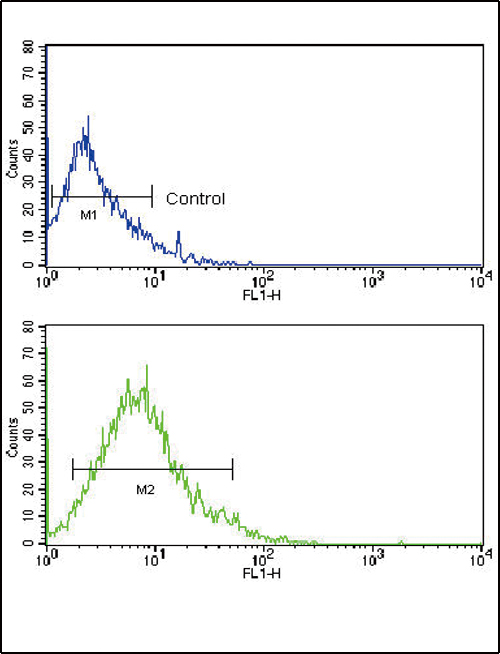 SLC2A2 / GLUT2 Antibody - Flow cytometric of HL-60 cells using GLUT2 (SLC2A2) Antibody (bottom histogram) compared to a negative control cell (top histogram). FITC-conjugated goat-anti-rabbit secondary antibodies were used for the analysis.