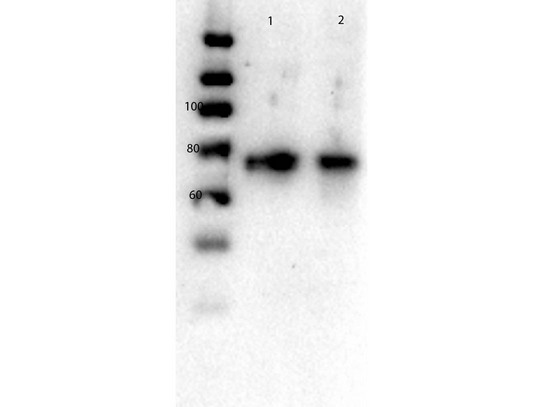 SLC2A2 / GLUT2 Antibody - Western Blot of rabbit anti-Glut2 antibody. Lane 1: mouse liver lysate. Lane 2: mouse pancreas lysate. Load: 10µg per lane. Primary antibody: Glut2 antibody at 1:500 for overnight at 4°C. Secondary antibody: Peroxidase rabbit secondary antibody at 1:40,000 for 30 min at RT. Block: 0.75% Casein/TBS overnight at 4°C. Predicted/Observed size: 57.1 kDa.