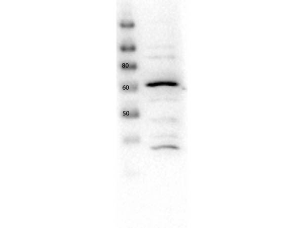 SLC2A2 / GLUT2 Antibody - Western Blot of rabbit anti-Glut2 antibody. Lane 1: HEK293 lysate. Load: 10µg per lane. Primary antibody: Glut2 antibody at 1:1000 for overnight at 4°C. Secondary antibody: Peroxidase rabbit secondary antibody at 1:40,000 for 30 min at RT. Block: MB-070 overnight at 4°C. Predicted/Observed size: ~60 kDa.