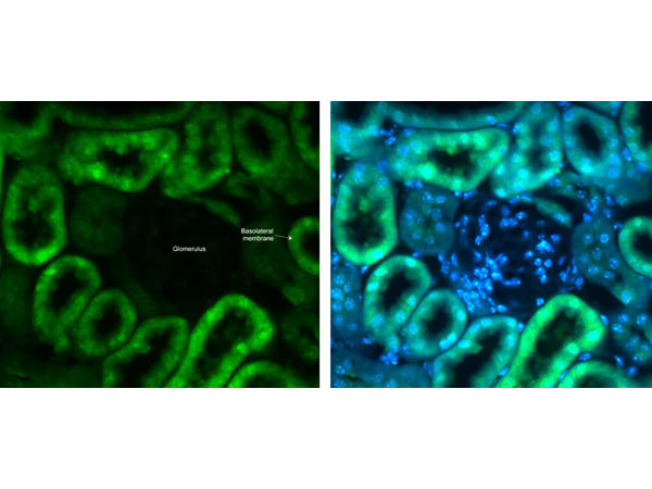 SLC2A2 / GLUT2 Antibody - Immunohistochemistry of Anti-Glut2 Antibody. Tissue: mouse kidney. Antigen retrieval: Heat Induced, slides incubated in sodium citrate buffer for 1hr at 90°C. Primary: Rabbit Anti-Glut2 Antibody at 5µg/mL overnight. Blocking: 2% goat serum in TBST. Secondary: Alexa 488 at 1µg/mL for 2hrs at room temperature.