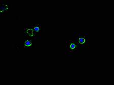 SLC2A2 / GLUT2 Antibody - Immunofluorescent analysis of MCF-7 cells using SLC2A2 Antibody at a dilution of 1:100 and Alexa Fluor 488-congugated AffiniPure Goat Anti-Rabbit IgG(H+L)
