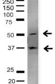 SLC2A2 / GLUT2 Antibody - Detection of GLUT2 in rat liver lysate with GLUT2 Polyclonal Antibody diluted 1:1,000.