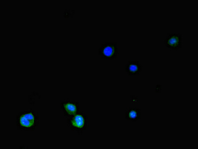 SLC2A3 / GLUT3 Antibody - Immunofluorescent analysis of HepG2 cells diluted at 1:100 and Alexa Fluor 488-congugated AffiniPure Goat Anti-Rabbit IgG(H+L)