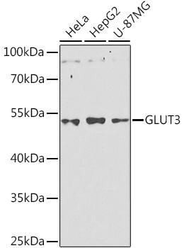 SLC2A3 / GLUT3 Antibody - Western blot analysis of extracts of various cell lines using GLUT3 Polyclonal Antibody at dilution of 1:1000.