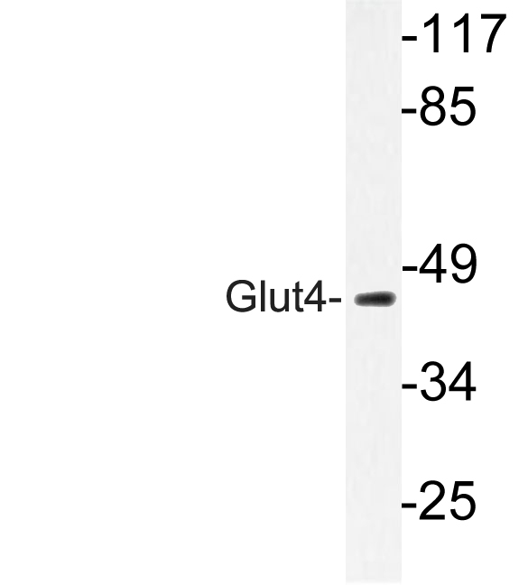 SLC2A4 / GLUT-4 Antibody - Western blot analysis of lysate from HepG2 cells, using Glut4 antibody.