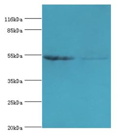 SLC2A4 / GLUT-4 Antibody - Western blot. All lanes: SLC2A4 antibody at 2 ug/ml. Lane 1: mouse heart tissue Lane 2: HeLa whole cell lysate. Secondary antibody: goat polyclonal to rabbit at 1:10000 dilution. Predicted band size: 55 kDa. Observed band size: 55 kDa.  This image was taken for the unconjugated form of this product. Other forms have not been tested.