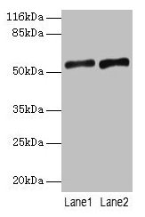 SLC2A4 / GLUT-4 Antibody - Western blot All lanes: SLC2A4 antibody at 2µg/ml Lane 1: Mouse heart tissue Lane 2: Hela whole cell lysate Secondary Goat polyclonal to rabbit IgG at 1/10000 dilution Predicted band size: 55, 44 kDa Observed band size: 55 kDa