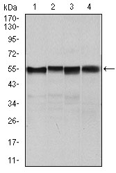SLC2A4 / GLUT-4 Antibody - Western blot using SLC2A4 mouse monoclonal antibody against NIH3T3 (1), 3T3L1 (2), MCF-7 (4) cell lysate and Mouse heart (3) tissue lysate.