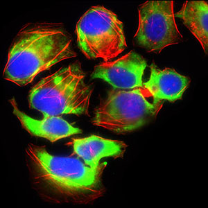 SLC2A4 / GLUT-4 Antibody - Immunofluorescence of HeLa cells using SLC2A4 mouse monoclonal antibody (green). Blue: DRAQ5 fluorescent DNA dye. Red: Actin filaments have been labeled with Alexa Fluor-555 phalloidin.